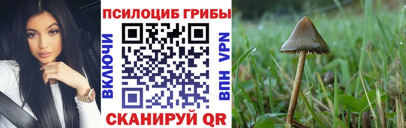 Псилоцибиновые грибы Psilocybine cubensis Долгопрудный